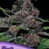 Auto Blackberry Moonrocks - 5-pack - Feminised - Anesia Seeds -Uitgelichte Plantenzaadwinkel blackberry moonrocks auto 600x800 1 1