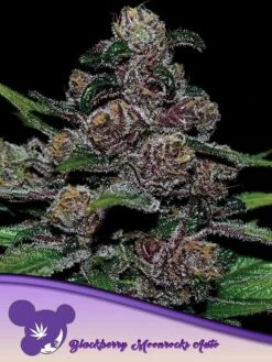 Auto Blackberry Moonrocks - 5-pack - Feminised - Anesia Seeds