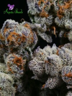 Blackberry Moonrocks - 5-pack - Feminised - Anesia Seeds -Uitgelichte Plantenzaadwinkel blackberry moonrocks2