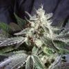 Black Jack - Feminised - Sweet Seeds -Uitgelichte Plantenzaadwinkel blackjack3