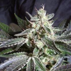 Black Jack - Feminised - Sweet Seeds