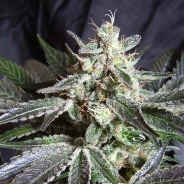 Black Jack - Feminised - Sweet Seeds 3 Black Jack - Feminised - Sweet Seeds