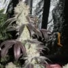 Black Kush - 6PACK - Feminised - Cali Connection -Uitgelichte Plantenzaadwinkel blackkushcaliconnection