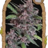 Black Lemon Auto - 5PACK - Feminised - Exotic Seed -Uitgelichte Plantenzaadwinkel blacklemon exotic seeds