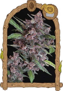 Black Lemon Auto - 5PACK - Feminised - Exotic Seed