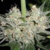 Black Widow - Regular - Mr. Nice Seedbank