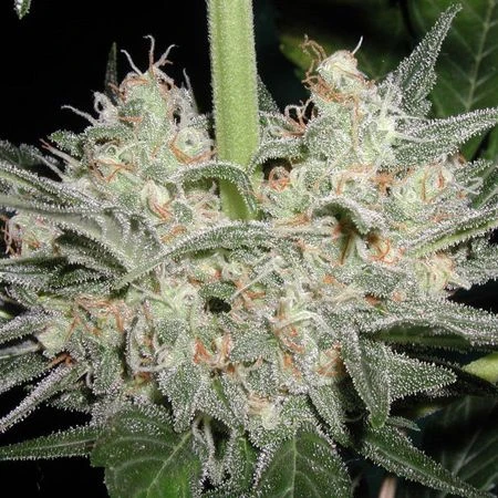 Black Widow - Regular - Mr. Nice Seedbank 3 Black Widow - Regular - Mr. Nice Seedbank