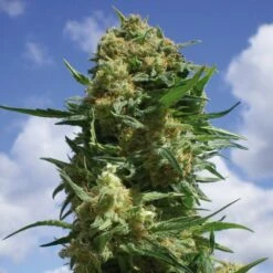 Indica Collection Pack - Feminised - Positronics -Uitgelichte Plantenzaadwinkel blackwidow 3