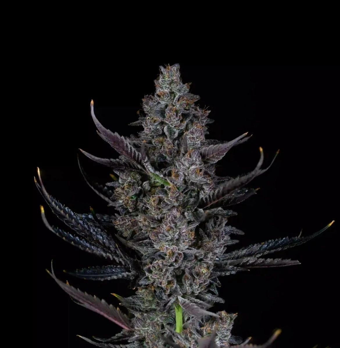 Bling Blaow - 7-pack - Gastro Pop Collection - Feminised - Compound Genetics 3 Bling Blaow - 7-pack - Gastro Pop Collection - Feminised - Compound Genetics