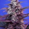Bloody Skunk Auto - Feminised - Sweet Seeds -Uitgelichte Plantenzaadwinkel bloody skunk auto flowering seeds 2