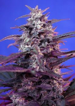 Bloody Skunk Auto - Feminised - Sweet Seeds