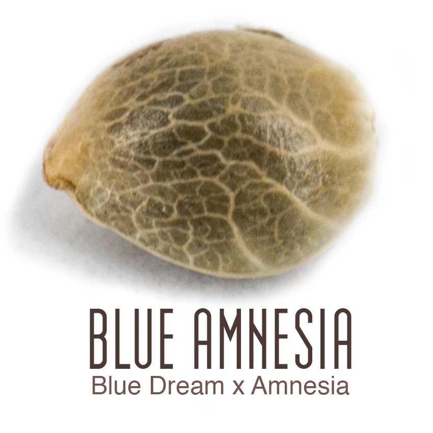 Blue Amnesia Auto - Feminised - Amsterdam Genetics 3 Blue Amnesia Auto - Feminised - Amsterdam Genetics