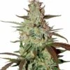 Blue Automazar - Feminised - Dutch Passion -Uitgelichte Plantenzaadwinkel blue automazar autoflowering seeds 1