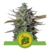 Blue Cheese Automatic - Feminised - Royal Queen Seeds -Uitgelichte Plantenzaadwinkel blue cheese automatic 1 2