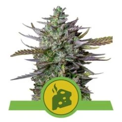 Blue Cheese Automatic - Feminised - Royal Queen Seeds