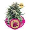 Blue Cheese - Feminised - Royal Queen Seeds -Uitgelichte Plantenzaadwinkel blue cheese feminized