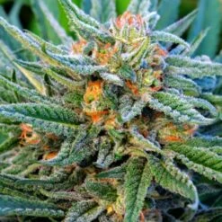 Blue Dream Autoflower - 5-pack - Feminised - Nirvana Seeds
