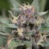 Blue Hell Auto - 5PACK - Feminised - MedicalSeeds -Uitgelichte Plantenzaadwinkel blue hell auto 5822 wm