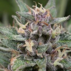 Blue Hell Auto - 5PACK - Feminised - MedicalSeeds