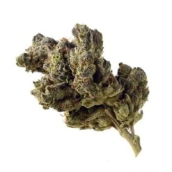 Blue Magic - 5PACK - Feminised - Amsterdam Genetics