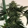 Blue OG Sherbet - 6PACK - Feminised - The Plug Seeds -Uitgelichte Plantenzaadwinkel blue og sherbet 1024x1024 2x 1