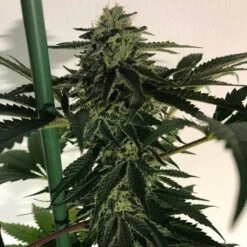 Blue OG Sherbet - 6PACK - Feminised - The Plug Seeds