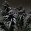Blue Sherbet S1 - 6PACK - Feminised - The Plug Seeds 1 Blue Sherbet S1 - 6PACK - Feminised - The Plug Seeds -Uitgelichte Plantenzaadwinkel blue sherbet 2 1024x1024 2x