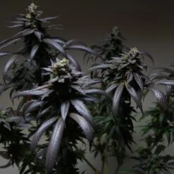 Blue Sherbet S1 - 6PACK - Feminised - The Plug Seeds