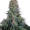 Blue Skunk - 5-pack - Feminised - Sensi Seeds -Uitgelichte Plantenzaadwinkel blue skunk feminized xl