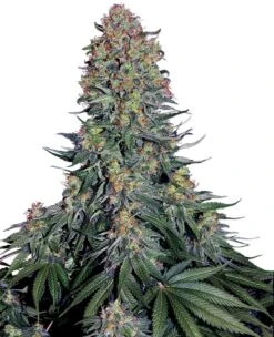 Blue Skunk - 5-pack - Feminised - Sensi Seeds