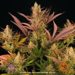 Blue Sunset Sherbet - 5-pack - Feminised - Barney's Farm -Uitgelichte Plantenzaadwinkel blue sunset sherbert 2 493802 1