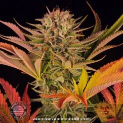 Blue Sunset Sherbet - 5-pack - Feminised - Barney's Farm -Uitgelichte Plantenzaadwinkel blue sunset sherbert 8 493802 1