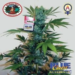 Blue Cheese Automatic - 5PACK - Feminised - Big Buddha Seeds -Uitgelichte Plantenzaadwinkel blue cheese auto 1 big buddha seeds