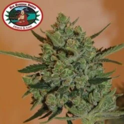 Blue Cheese Automatic - 5PACK - Feminised - Big Buddha Seeds
