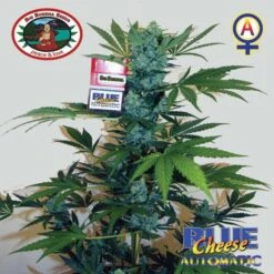 Blue Cheese Automatic - 10-pack - Feminised - Big Buddha Seeds -Uitgelichte Plantenzaadwinkel blue cheese automatic 2 1