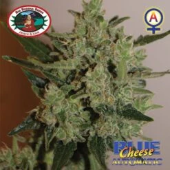 Blue Cheese Automatic - 5PACK - Feminised - Big Buddha Seeds -Uitgelichte Plantenzaadwinkel blue cheese automatic10