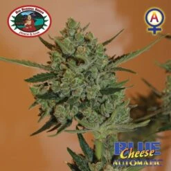 Blue Cheese Automatic - 5PACK - Feminised - Big Buddha Seeds -Uitgelichte Plantenzaadwinkel blue cheese automatic15