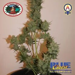 Blue Cheese Automatic - 10-pack - Feminised - Big Buddha Seeds -Uitgelichte Plantenzaadwinkel blue cheese automatic3 2
