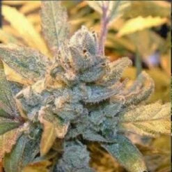 Blue Cheese - Feminised - Big Buddha Seeds -Uitgelichte Plantenzaadwinkel blue cheese big buddha seeds 1 1