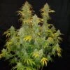 Blue Dream'matic - 5-pack - Feminised - Fast Buds Seeds -Uitgelichte Plantenzaadwinkel blue dreammatic fast buds