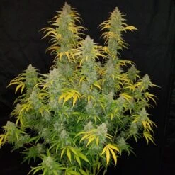 Blue Dream'matic - 5-pack - Feminised - Fast Buds Seeds