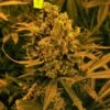Blueberry Autoflower - 5-pack - Feminised - Nirvana Seeds 1 Blueberry Autoflower - 5-pack - Feminised - Nirvana Seeds -Uitgelichte Plantenzaadwinkel blueberry auto nirvana