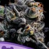 Auto Blueberry Banana - 5pack - Feminised - Anesia Seeds