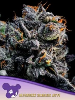 Auto Blueberry Banana - 5pack - Feminised - Anesia Seeds