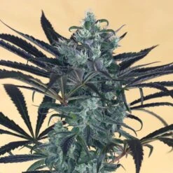 Blueberry Headband - 5PACK - Feminised - Humboldt Seeds -Uitgelichte Plantenzaadwinkel blueberry headband humboldt