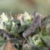 Blueberry Headband - 5PACK - Feminised - Humboldt Seeds -Uitgelichte Plantenzaadwinkel blueberry headband humboldt seeds