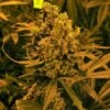 Blueberry - 5-pack - Feminised - Nirvana Seeds