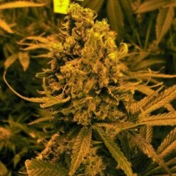 Blueberry - 5-pack - Feminised - Nirvana Seeds