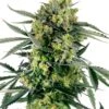 Blueberry Zkittlez Automatic - 5-pack - Feminised - Sensi Seeds -Uitgelichte Plantenzaadwinkel blueberry zkittlez automatic xl