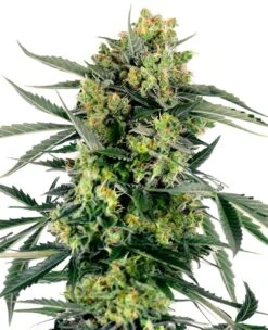 Blueberry Zkittlez Automatic - 5-pack - Feminised - Sensi Seeds